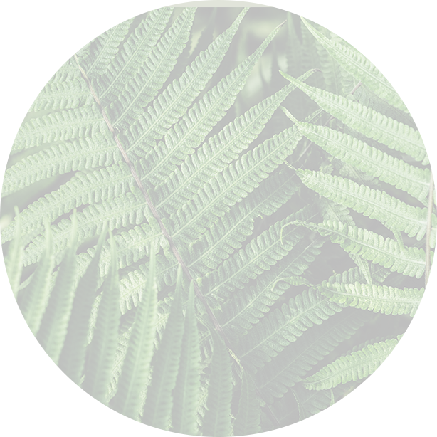 massage fern