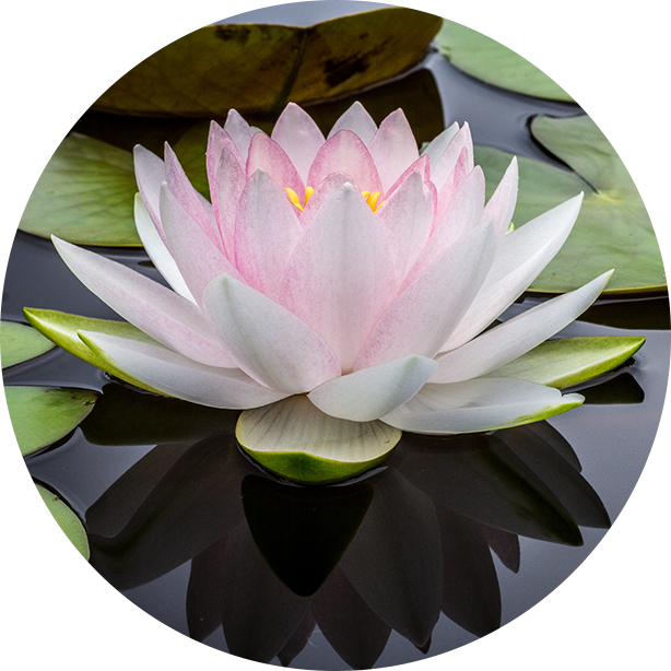 bach flower remedies